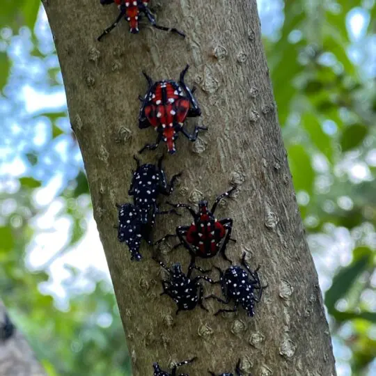 Steps To Take To Get Rid Of Spotted Lanternflies Green Pest Solutions