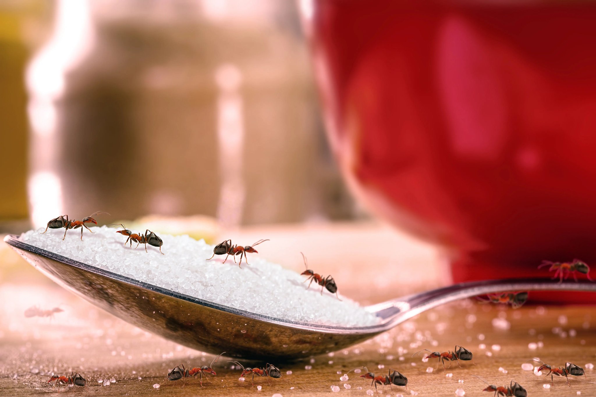 spoon of sugar with many red ants on it, insects indoors, danger of infestation or pest