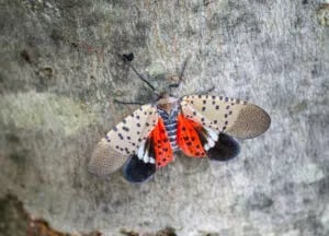 How to Get Rid of Spotted Lanternflies