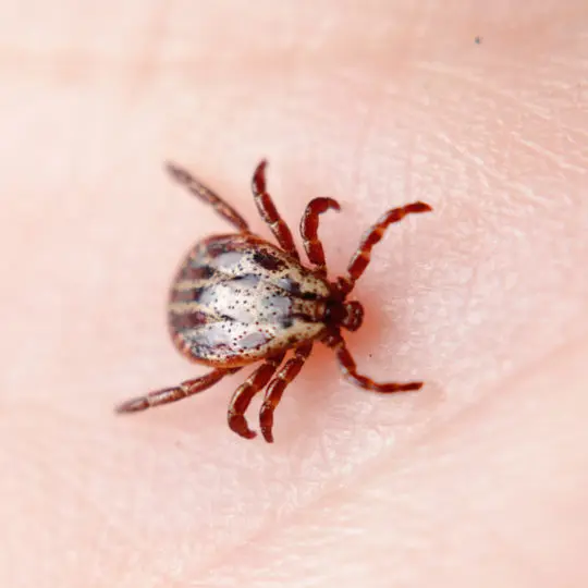 Ticks Vs Bed Bugs: Your Guide - Green Pest Solutions