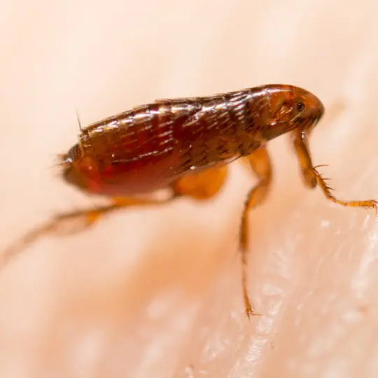 Does Hot Water Kill Fleas? Green Pest Solutions