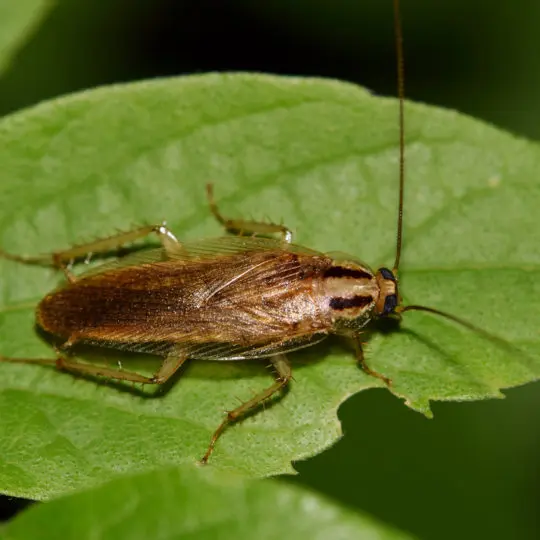 Do German Cockroaches Have Wings? And Other Identifiers - Green Pest ...