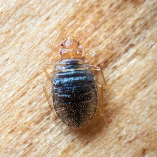 What Do Baby Bed Bugs Look Like? - Green Pest Solutions